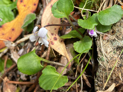 Viola curtisiae