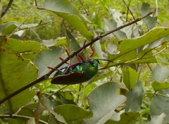 Sternocera chrysis