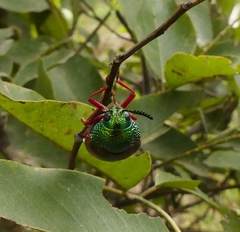 Sternocera chrysis
