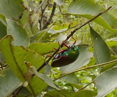 Sternocera chrysis