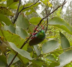 Sternocera chrysis