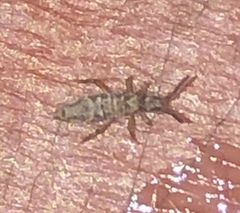 Entomobrya katzi