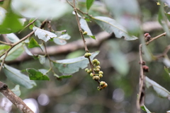 Glochidion acuminatum