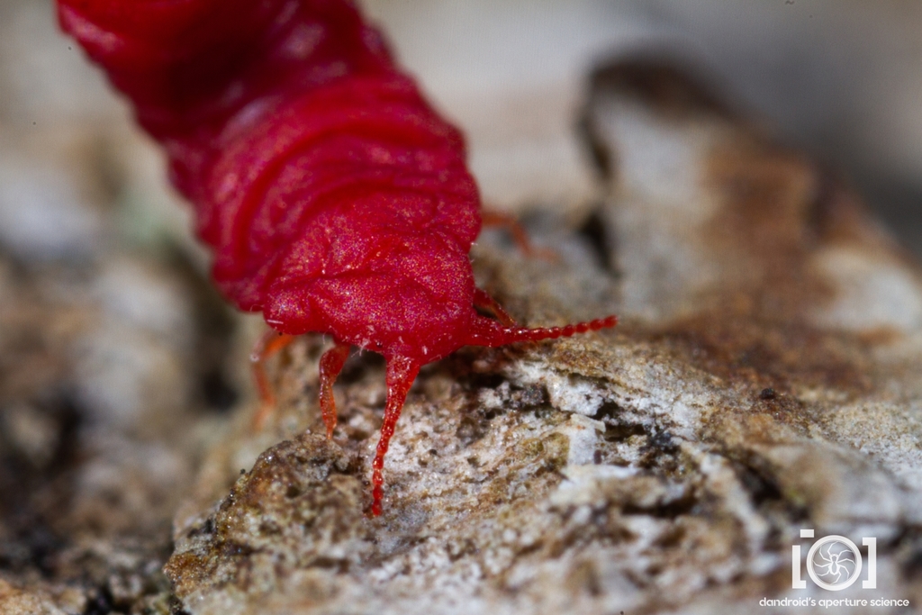 Neosteingelia