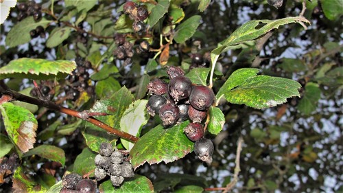 O'Kennon's Hawthorn (Crataegus okennonii)