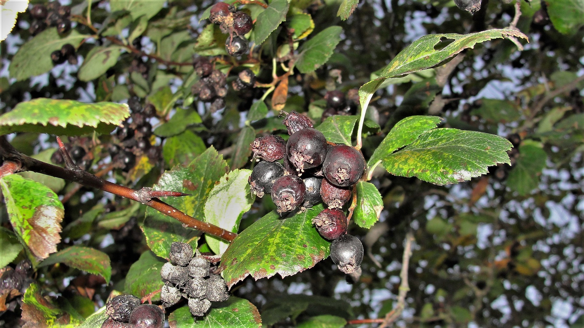 Crataegus okennonii