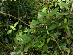 Ceropegia candelabrum