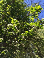 Crataegus okennonii