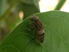 Eristalodes