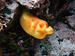 Halocynthia aurantium