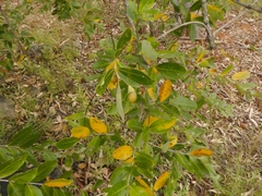 Lagerstroemia parviflora