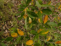 Lagerstroemia parviflora