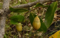 Lagerstroemia parviflora