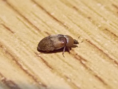 Attagenus fasciatus