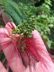 Calliandra houstoniana calothyrsus