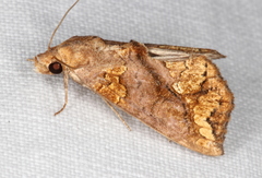 Plusiodonta arctipennis