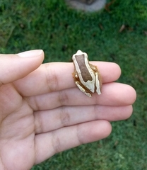 Dendropsophus elegans