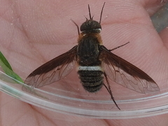 Exoprosopa rostrifera