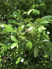 Elaeodendron australe