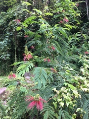 Calliandra houstoniana calothyrsus