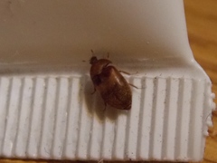 Attagenus fasciatus