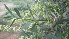 Agelanthus lugardii image