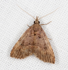 Alapadna pauropis