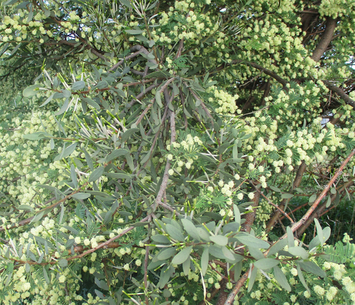 Agelanthus image