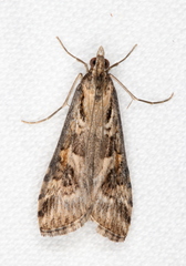 Nomophila corticalis