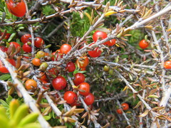 Coprosma cheesemanii