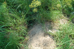 Marmota