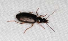Platyninae