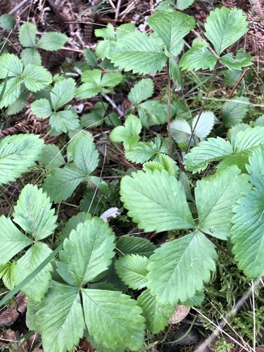Fragaria chiloensis observed 2020-12-05