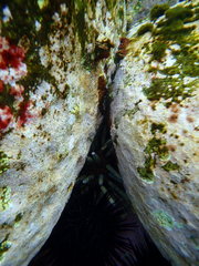 Phyllacanthus parvispinus