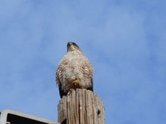 Accipiter cooperii