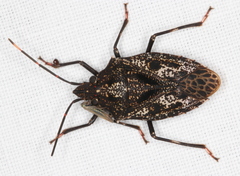 Aglaophon variegatus