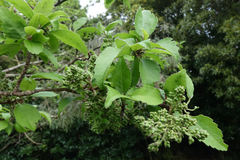 Plagianthus regius regius