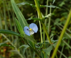 Commelina forskaolii