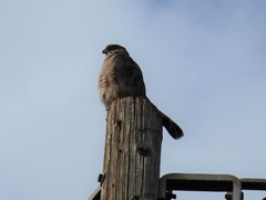 Accipiter cooperii
