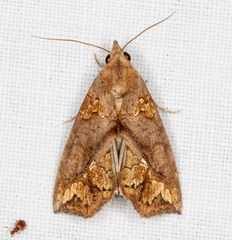 Plusiodonta arctipennis