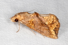 Plusiodonta arctipennis