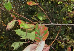 Crataegus orbicularis