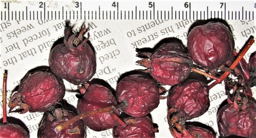 Oval Hawthorn (Crataegus orbicularis)