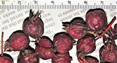 Crataegus orbicularis