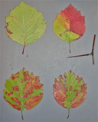 Crataegus orbicularis