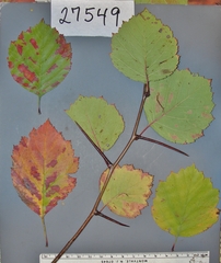 Crataegus orbicularis