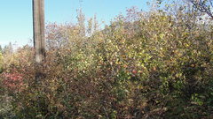 Crataegus orbicularis