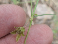 Mirabilis coccinea