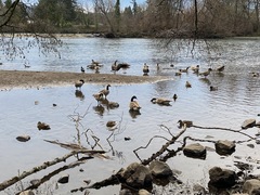 Branta canadensis