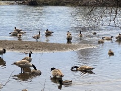 Branta canadensis